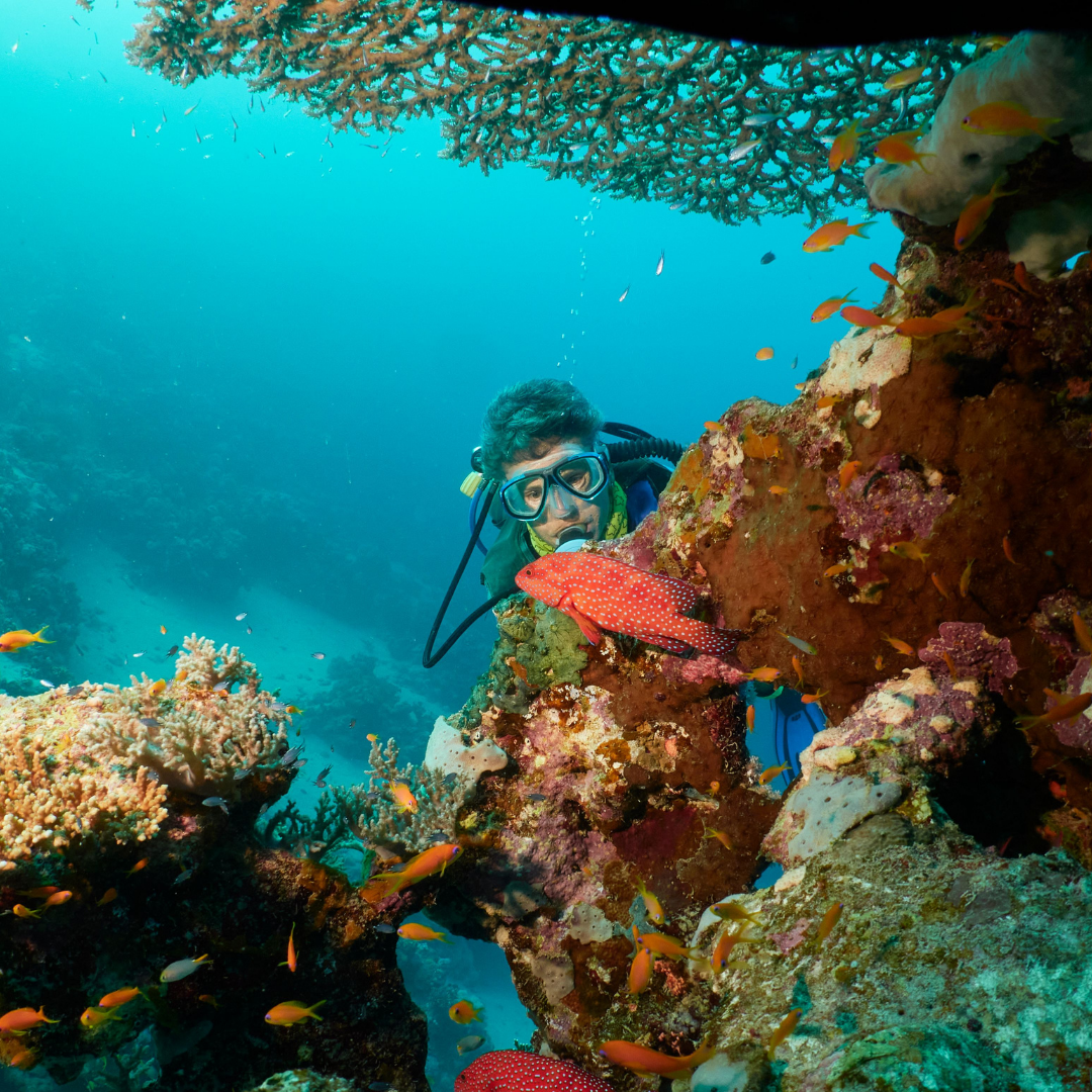 dive baja with a PADI 5-star resort and KenOudoors