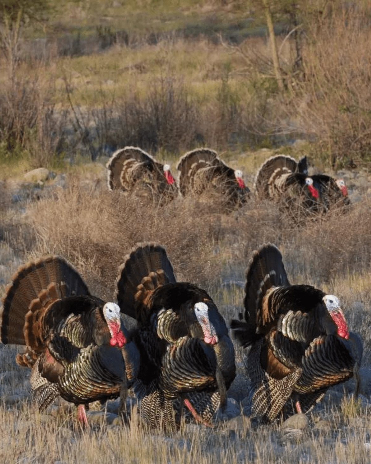 hunt Texas Panhandle rio grande turkeys with KenOutdoors