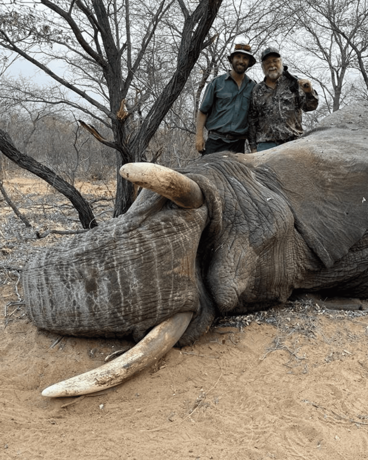 elephant with bud