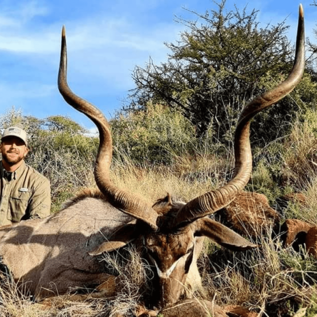 greater kudu in the limpopo region with KenOutdoors