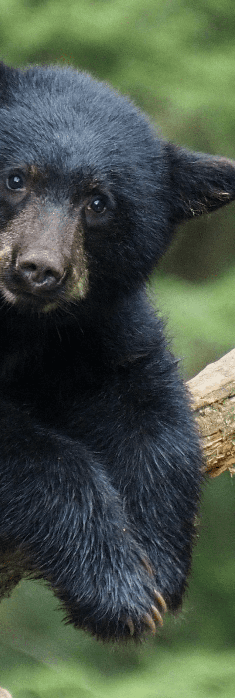 saskatchewan trophy whitetail trophy black bear hunts canadian