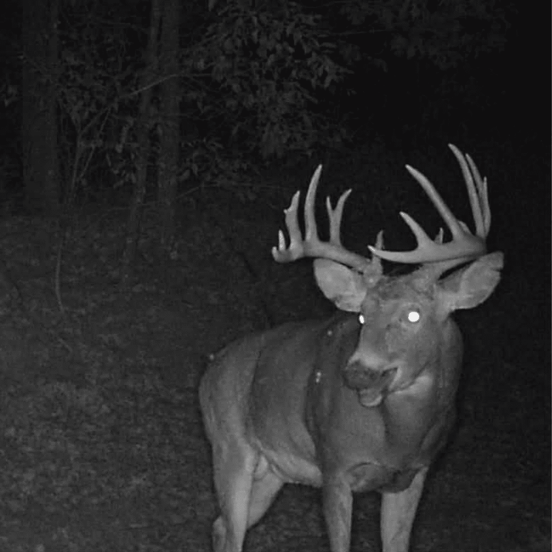 saskatchewan trophy whitetail trophy black bear hunts canadian