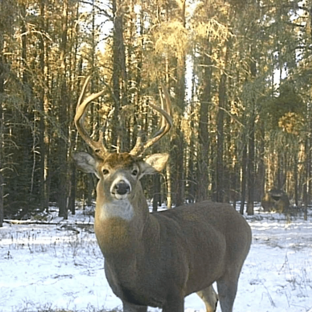 saskatchewan trophy whitetail trophy black bear hunts canadian